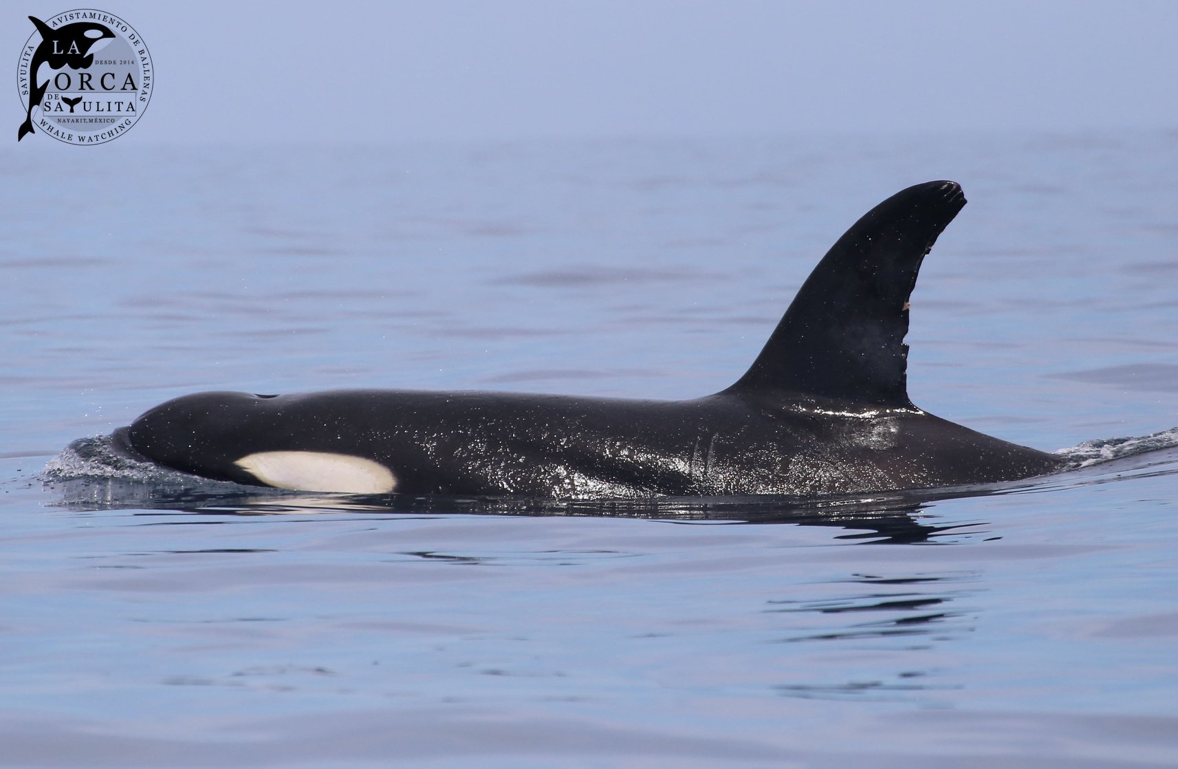 Whale Watching with Marine Biologist Nico Ransome